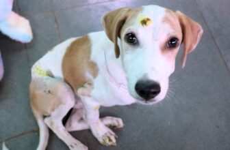 Whisper lay traumatized… – Animal Aid Unlimited