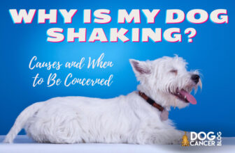 Why Is My Dog Trembling and Shaking?