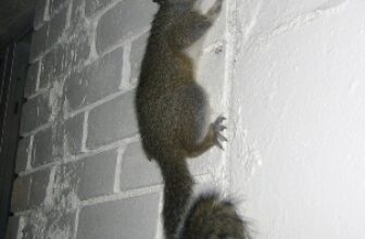 Wildlife During The Minnesota Winters