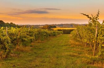 Severn Valley Wine Trail: 10 Vineyards to Visit
