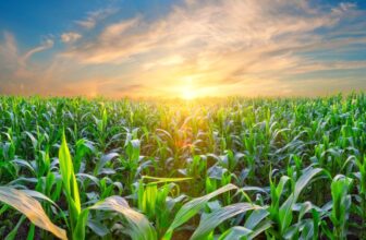 Farm Groups Urge Senate to Revive Bipartisan Farm Bill After Committee Setback