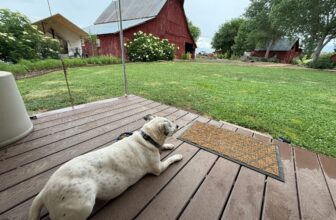 Dog-Friendly Camping, Glamping, and Cabining in Colorado with HipCamp – Solo Travel Girl’s Adventures
