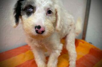 Helen – WI – Deaf Dogs Rock