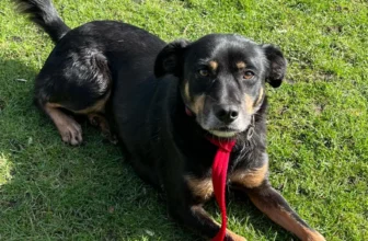 4-5 year old female Cross-Breed available for adoption
