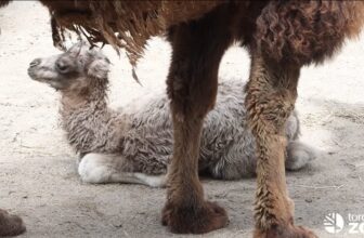 VIDEO: Baby Bactrian Camel at Toronto Zoo