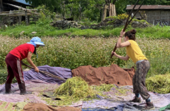 From buckwheat to white rice: transforming food systems and multispecies relations in rural Bhutan