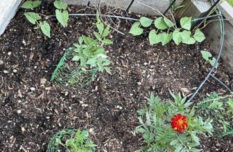 Of Course It’s the Garden!
