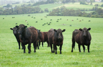 Best Grass-Fed Meat Box Delivery Companies for Beef, Chicken, & Pork