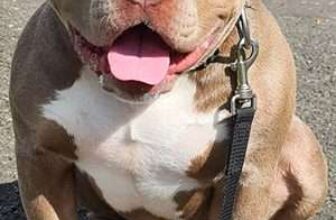 Best Pet Insurance for Dogs, Top Reasons to Insure your Pet