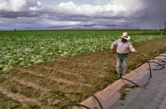 Contamination by Design: How an industrial food system has driven the cyclospora outbreak