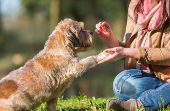 Size Matters (When Using Treats as Reinforcement)