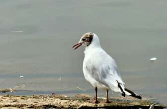 #SundayStills ~ #Animal or #Bird of the Month #Photography