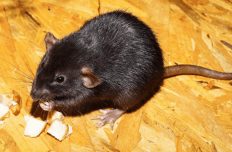 Rodent Infestation in Singapore – Greencare Pest Control & Cleaning