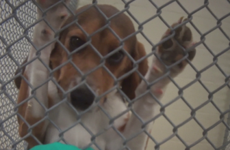 Dogs are still being forced to ingest pesticides in labs. You can help stop it.