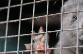 Time’s up for mink fur farms, incubators of avian influenza and other viral threats