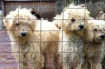 Big win: 10 US states now ban the sale of puppy mill puppies in pet shops