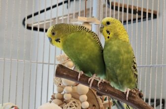 See What a Second Chance Looks Like for These Rescued Parakeets