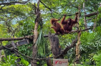 Breakfast In The Wild Singapore Zoo: Is It Worth It?