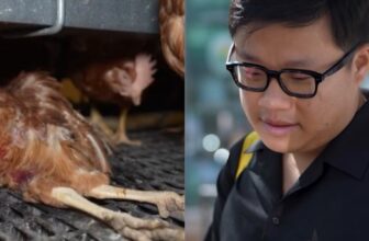 Footage From ‘Cage-Free’ Egg Farms Shocked Whole Foods Shoppers