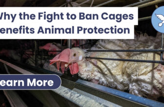 Why Animal Justice Campaigns to End It