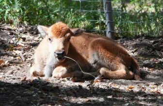 50th Bison Calf Born at Oakland Zoo!