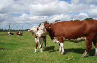 Traditional cattle herds’ diversity hit by selective breeding