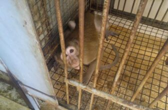 Family Business, Federal Power, and a Pipeline to Experimentation: The Scandal PETA Exposed First