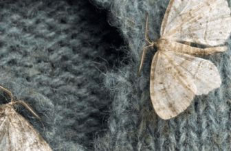 Clothes Moth Control Singapore: Protection & Prevention