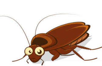 7 Cockroach Infestation Signs in HDB Flats