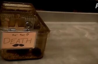 PETA Exposé: Animals Suffer Slow, Painful Deaths in UMass Chan Laboratories