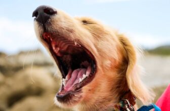 Do Dogs Ever Get Tired Of Barking? 5 Ways To Stop Dog Barking