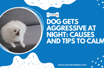 Dog Gets Aggressive at Night: 8 Causes and Tips to Calm