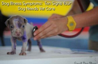 10 Warning Signs Your Dog May Need Veterinary Care