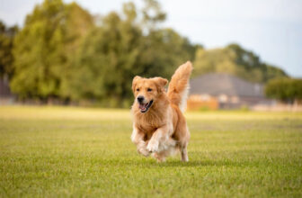 Dog Park Trail Safety Tips – Keeping Pets Safe From Other Dogs