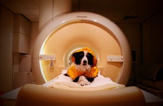 Scientists Gave Dogs MRIs and Learned That They’re Surprisingly Good at Distinguishing Between Human Emotions, Even Some Negative Ones