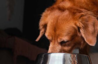 Adding hemp to dog food increases gut health, new study finds