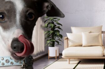 Why Do Dogs Lick the Furniture?