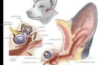 how to treat dog ear infection without vet​