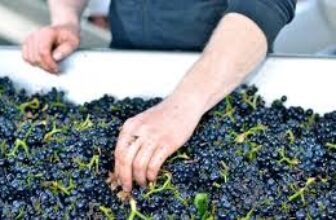 MICROBES COULD WORK AS ‘QUALITY CONTROL’ FOR WINE