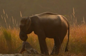 A Mother Elephant Carried Her Dead Calf for 80 Days Across Corbett’s Forests