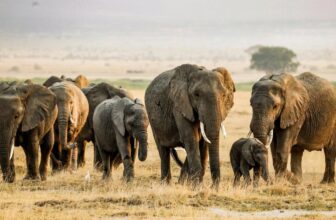 15 elephants die after suspected cyanide poisoning in Kenya