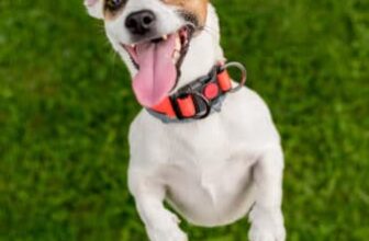 Why Is My Dog Hyperactive? Understanding Overstimulation And Nervous System Overload – SitDropStay