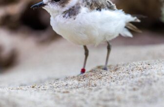 Monterey Bay Aquarium — Harmful changes to Endangered Species Act