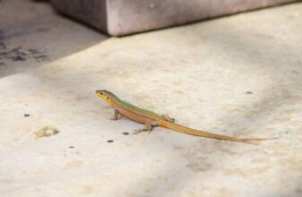 Lizard & Gecko Control Singapore
