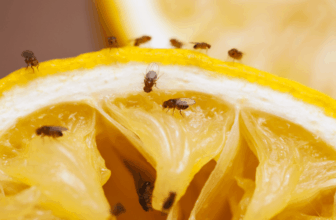 Fruit Fly Prevention Guide – Greencare Pest Control & Cleaning