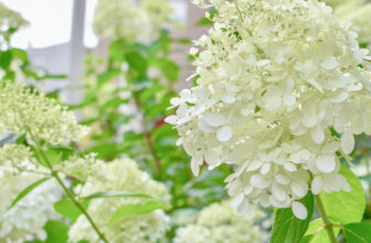 All About Autumn Hydrangeas – JENRON DESIGNS