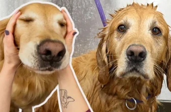 She’d Groomed Thousands Of Golden Retrievers. This One Made Her Invent A New Word.