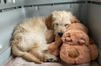 Best Dog Crate for a Goldendoodle 2025 (Plus Training Tips)