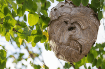 Wasp & Hornet Nest Removal Singapore