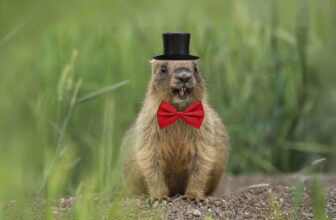 Funny Groundhog Day Memes About Winter, Burnout, And Vibes